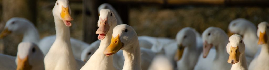 Canard de Pékin (2)